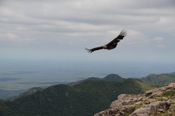 condor