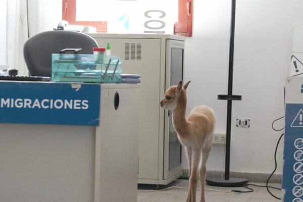 Vicuña