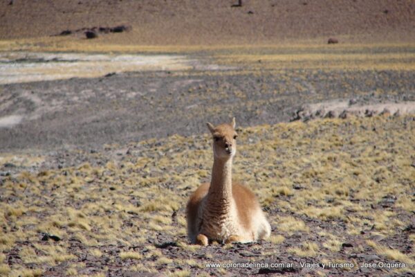 Vicuña