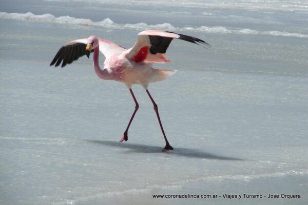Flamenco
