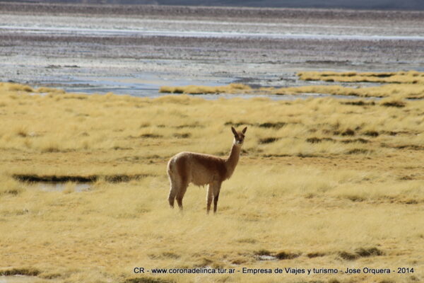 Vicuña en Aparejos