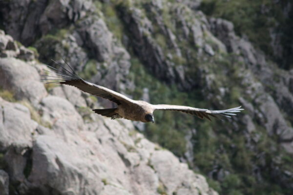 Condor