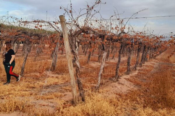 viñedos